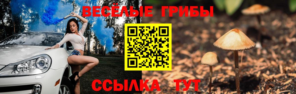 Вязьма  Псилоцибиновые грибы Psilocybe  Вход с VPN 